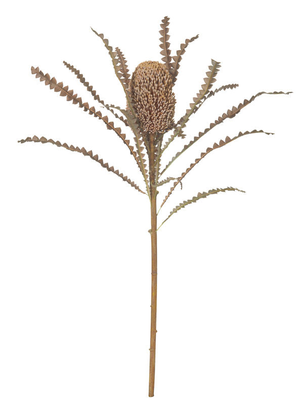 Dried Banksia Cone Stem