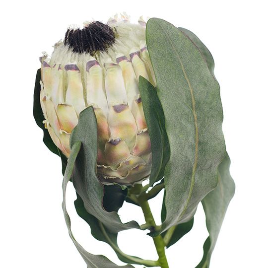 Cream Magnifica Protea Stem