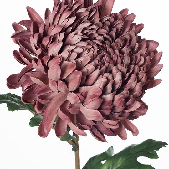 Dusty Mauve Chrysanthemum Stem