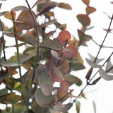 Eucalyptus Bush